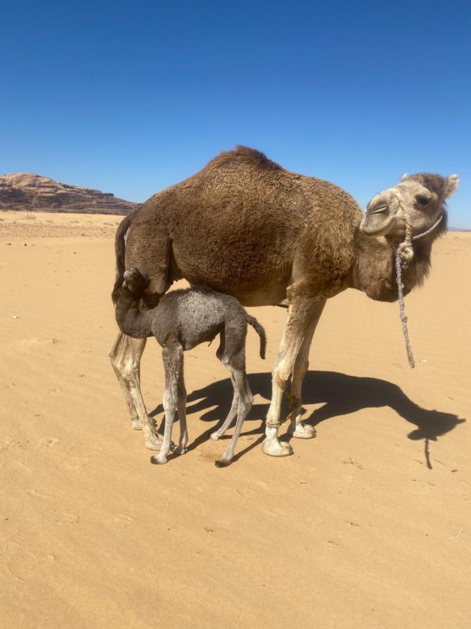 Wadi Rum Albasli Dış mekan fotoğraf